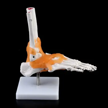 1: 1 Человеческий скелет, модель человека, Медицинская Анатомия суставов, Анатомический Обучающий инструмент для связок Голеностопного сустава