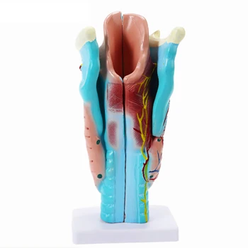 Увеличенная анатомическая модель гортани человека, Анатомическая модель горла для школьной лаборатории, курсы анатомии и физиологии верхних дыхательных путей